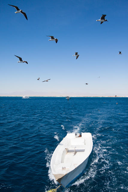 Seemöven über weissem Boot in Hurghada 4356