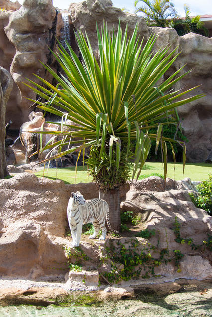 weisser Tiger aus dem Loro Park von Teneriffa