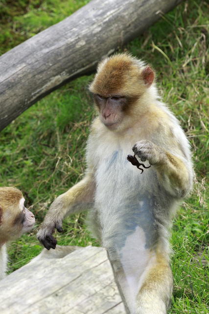 Affe mit Frosch in der Hand 5428